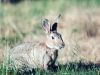 bunny.jpg