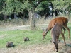 deer_rabbits.jpg