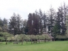 meadowtrees.jpg