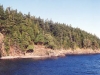 treeshoreline.jpg