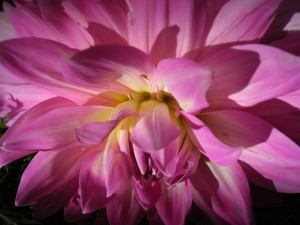 Pink flower