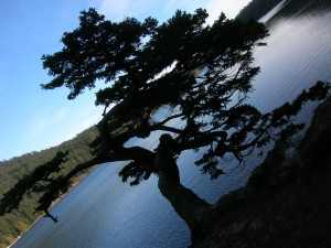 tree water