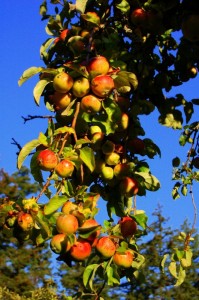 Bountiful apple harvests!