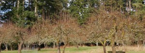 trees-cropped