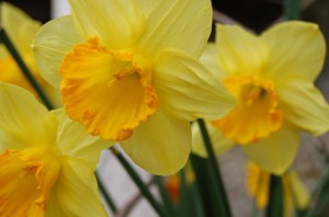 Mother's day flower